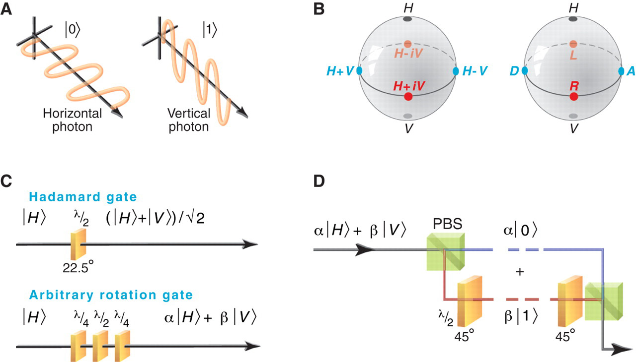 A four-panel diagram of polarization-encoded photonic qubits, Bloch sphere, wave-plate gates, and a polarizing beam splitter.